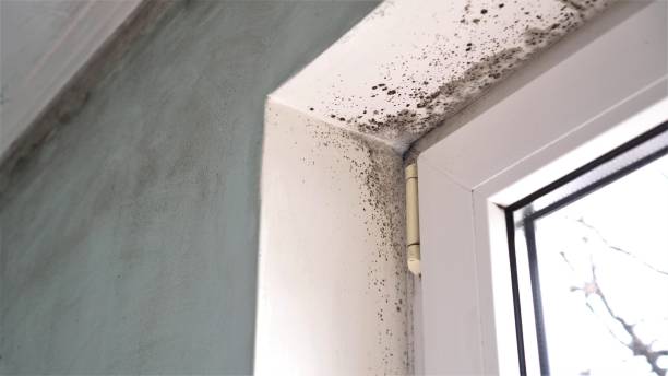 Best Black Mold Removal  in Drew, MS