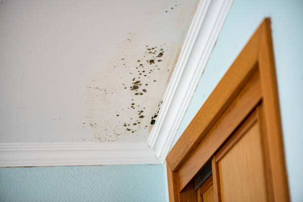 Best Mold Damage Repair  in Drew, MS