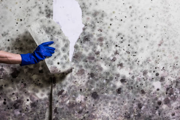 Best Local Mold Removal Service  in Drew, MS
