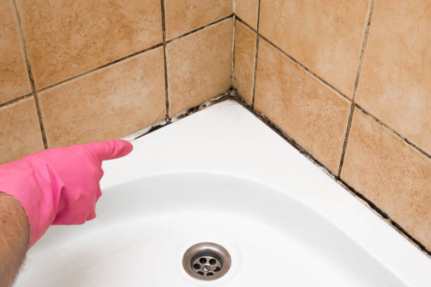 Certified Mold Removal in Drew, MS
