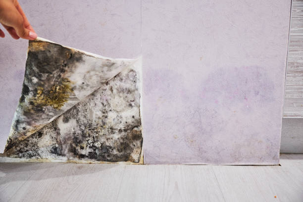 Best Commercial Mold Removal  in Drew, MS
